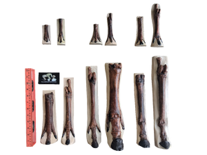 Horse legs and hooves cast replicas (Teaching quality) painted