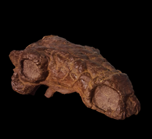 Charger l&#39;image dans la galerie, Pawpawsaurus Nodosaurid Ankylosaur skull (lacking mandible) Dinosaur Ankylosaurus skull cast replica