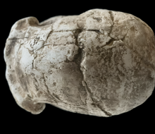 Load image into Gallery viewer, Pre-owned: Homo habilis KNM-ER 1813 cranium replica Full-size reconstruction cast reconstruction
