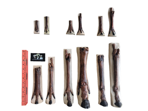 Horse legs and hooves cast replicas (Teaching quality) painted