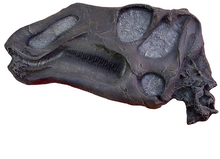 Load image into Gallery viewer, Rent a Dinosaur Exhibit!