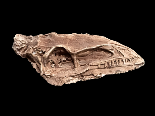 Coelophysis skull cast replica #3