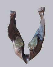 Load image into Gallery viewer, Mammoth Jaw cast replica #1 Pleistocene. Ice Age