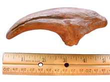 Laden Sie das Bild in den Galerie-Viewer, Acrocanthosaurus Claw Cast Replica #1