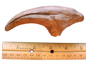 Acrocanthosaurus Claw Cast Replica #1