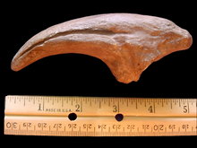 Laden Sie das Bild in den Galerie-Viewer, Acrocanthosaurus Claw Cast Replica #1
