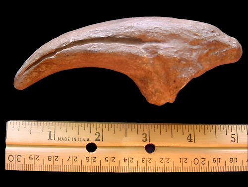 Acrocanthosaurus Claw Cast Replica #1