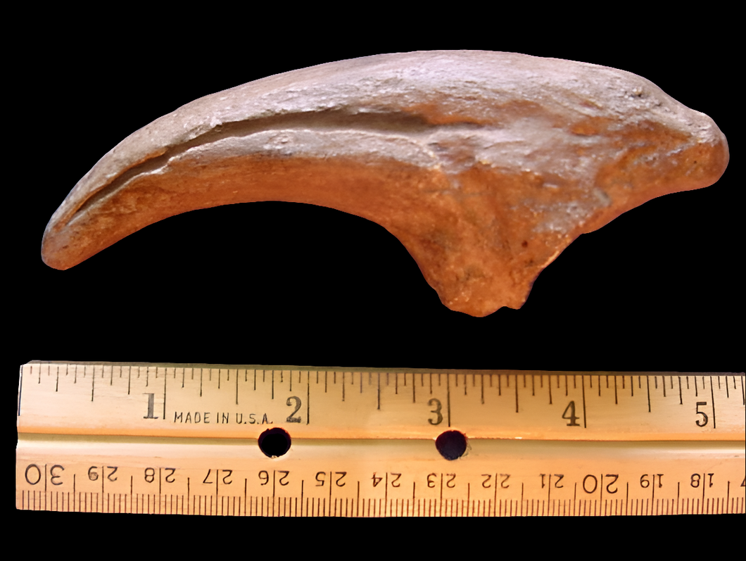Acrocanthosaurus Claw Cast Replica #1