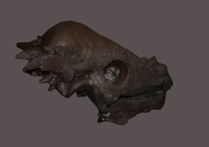 Pachycephalosaurus skull cast replica