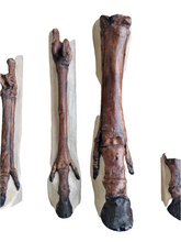 Load image into Gallery viewer, Horse legs and hooves cast replicas (Teaching quality) painted