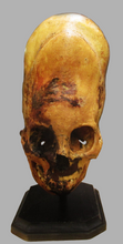 画像をギャラリービューアに読み込む, (Copy)  Skull Cast Replica Peruvian Elongated Skull (not an Alien)