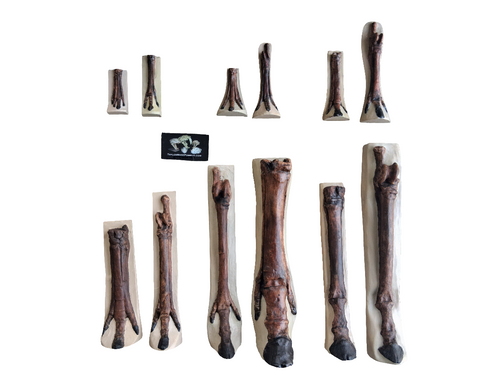 Horse legs and hooves cast replicas (Teaching quality) painted