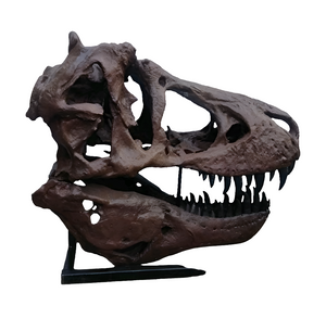 T.rex skull cast replica 1