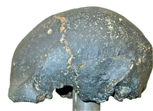 Load image into Gallery viewer, Homo erectus hominid skull cast replica SM3