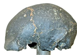 Homo erectus hominid skull cast replica SM3