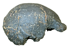 Load image into Gallery viewer, Homo erectus hominid skull cast replica SM3