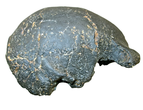Homo erectus hominid skull cast replica SM3