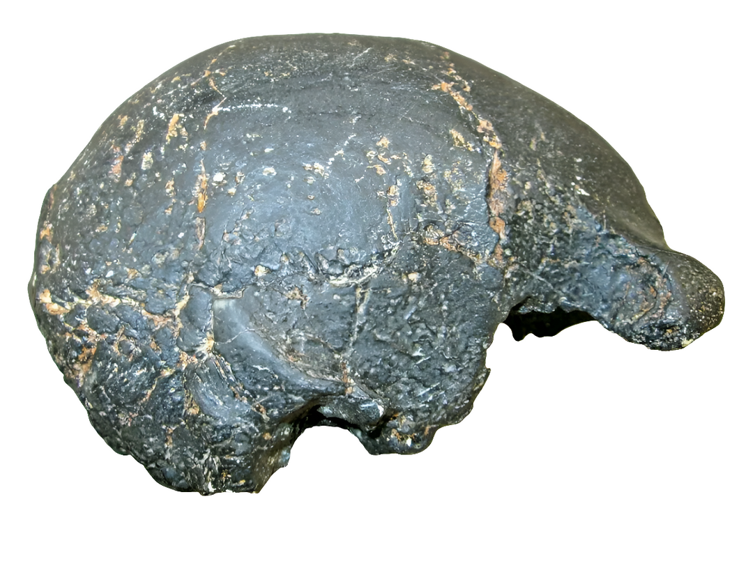 Homo erectus hominid skull cast replica SM3