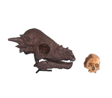 Load image into Gallery viewer, Pachycephalosaurus skull cast replica