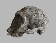 Load image into Gallery viewer, Pre-owned: Homo habilis KNM-ER 1813 cranium replica Full-size reconstruction cast reconstruction