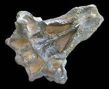 Charger l&#39;image dans la galerie, Pawpawsaurus Nodosaurid Ankylosaur skull (lacking mandible) Dinosaur Ankylosaurus skull cast replica