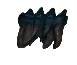 Mastodon tooth cast replica #3 Pleistocene. Ice Age