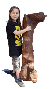 (Half) T.rex femur cast replica #1 Ivan the T-Rex