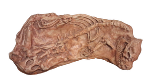 Oreodont Merycoiodon gracilis Skeleton Cast Replica
