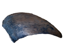 Cargar imagen en el visor de la galería, Camarasaurus claw cast replica #1