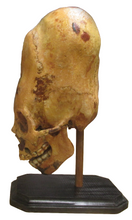 画像をギャラリービューアに読み込む, (Copy)  Skull Cast Replica Peruvian Elongated Skull (not an Alien)