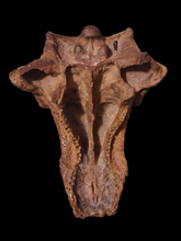 Charger l&#39;image dans la galerie, Pawpawsaurus Nodosaurid Ankylosaur skull (lacking mandible) Dinosaur Ankylosaurus skull cast replica