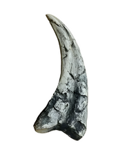 Cargar imagen en el visor de la galería, Utahraptor Claw Dinosaur Dromaeosauridae Raptor claw cast replica