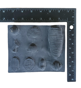 Ordovician
Periods Fossil Cast Replicas
