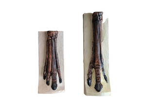 Horse legs and hooves cast replicas (Teaching quality) painted