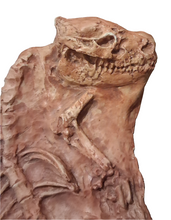 Load image into Gallery viewer, Oreodont Merycoiodon gracilis Skeleton Cast Replica