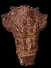 Charger l&#39;image dans la galerie, Pawpawsaurus Nodosaurid Ankylosaur skull (lacking mandible) Dinosaur Ankylosaurus skull cast replica