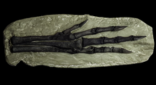 Charger l&#39;image dans la galerie, Chirostenotes Dinosaur Foot Cast Replica
