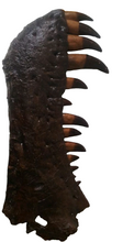 Cargar imagen en el visor de la galería, T-rex:  Dinosaur mandible cast replica T.rex Trex
