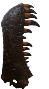 T-rex:  Dinosaur mandible cast replica T.rex Trex