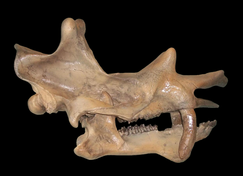 Uintatherium Skull Cast Replica