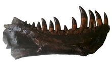 Cargar imagen en el visor de la galería, T-rex:  Dinosaur mandible cast replica T.rex Trex