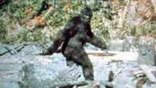 Load image into Gallery viewer, 1967 Bigfoot print Patty #3 Midtarsal Break Found by Bob Titmus 1967