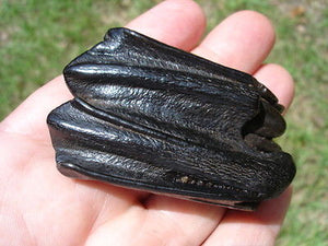 Bison antiquus tooth fossil cast #1