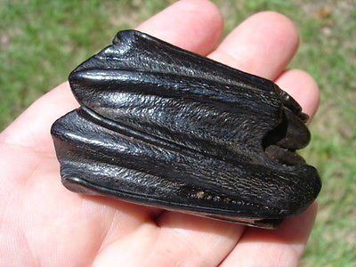 Bison antiquus tooth fossil cast #1