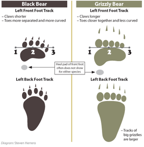 Bear: Footprint Adult Black Bear footprint cast replica