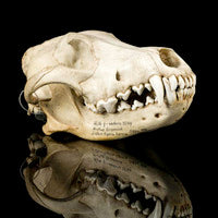 Load image into Gallery viewer, Wolf Skull Cast Replica TMF wolf skull #2