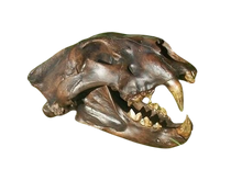 Load image into Gallery viewer, American Lion Skull Tapit Finish Cast Replica Reproduction (Updated 1/24)