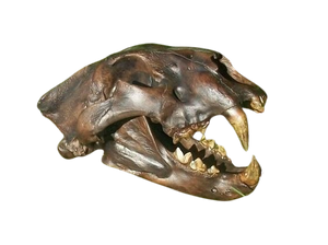 American Lion Skull Tapit Finish Cast Replica Reproduction (Updated 1/24)