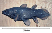 Cargar imagen en el visor de la galería, Shark Week Megalodon jaw and fossils **Rental**