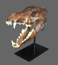 Load image into Gallery viewer, Dire Wolf Skull cast replica Tarpit finish (item #BC-020T) Skull cast replica reproduction Bone Clones 2024